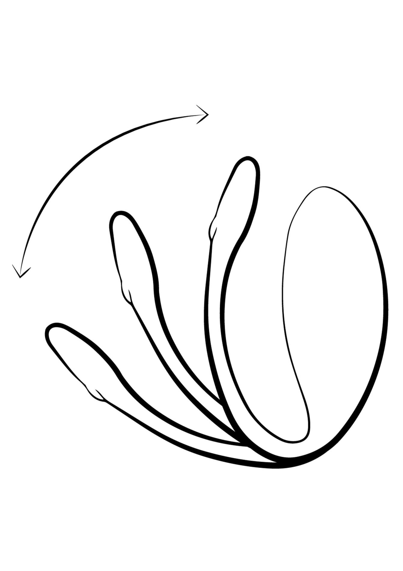 we-vibe jive lite purple