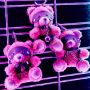 Brelok pluszowy Crushito Bell Bear Crushious - 9