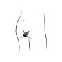 ROMP Luster Training Kit - ASSORT - 10