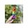 AVANT P1 FREEDOM GAY PRIDE