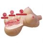 Masturbator waginalny i analny Crazy Bull Diana 37cm - 6