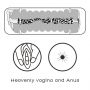 Masturbator Virgin Skin Blowout Lovetoy dwustronny 22 cm - 12