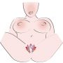 Rozciągacz warg sromowych You2Toys fioletowy 28 cm - 12