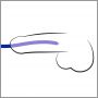 Zestaw silikonowych dilatorów cewki You2Toys niebieski 16,5 cm - 6